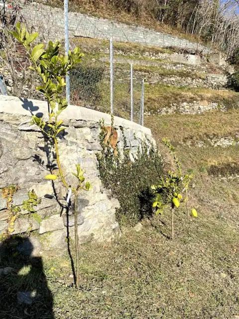 Ca'Gialla Bellinzona Buitenkant foto